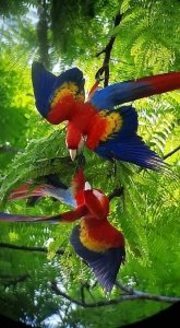 macaws drake bay